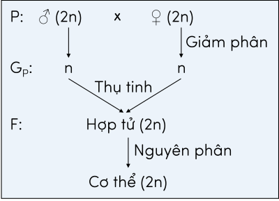 Nguyên phân và giảm phân